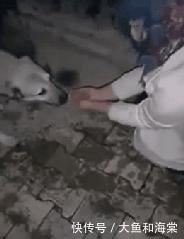 教养|抱歉!连流浪狗都有的教养,有些人却没有