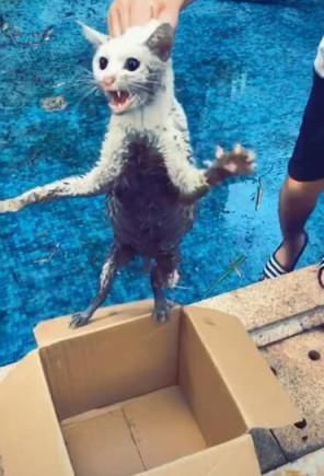  不慎|猫咪不慎掉入游泳池，被主人救起时还露出这表情，网友：没救了