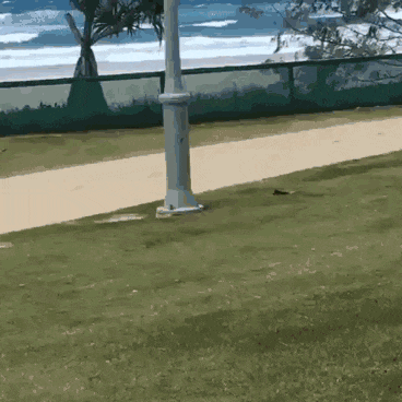 围住|搞笑GIF：带柴犬出门结果被一群妹子围住了