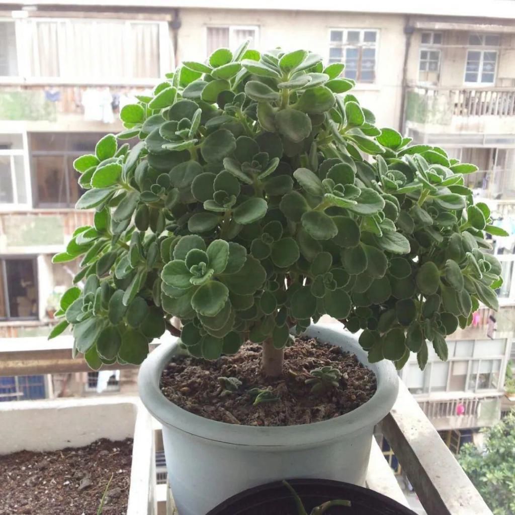 养成|最大的长寿老桩，7年时间，养成盆景！