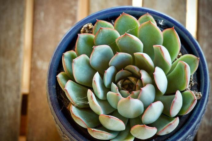  生肖鼠|8月起好运连连，遇难呈祥，遇贵人四方来福，轻松发财的4大生肖