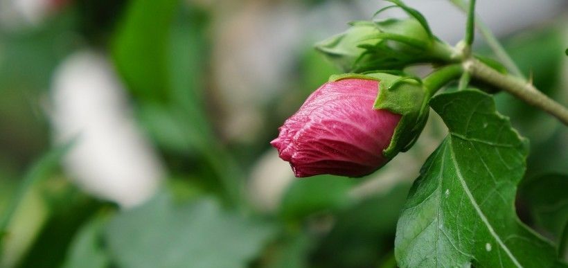  中旬|7月中旬，前缘消散不在仿徨，告别旧爱，放眼明天的四大生肖