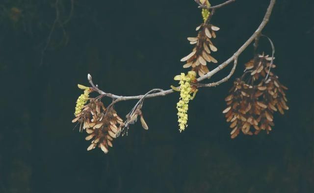 生长|云之南，一个生生不息、万物生长的地方