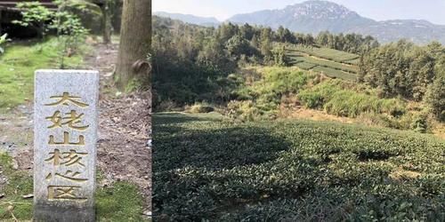 舒心|“太姥山”修行之人，古法制成的老白茶，喝着舒心