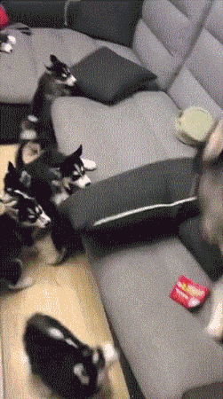 搞笑|搞笑GIF：为了一个渣男，至于么，他不要你我要你