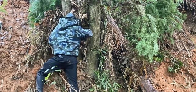  寻诱|农村小伙进大山寻诱蜂箱准备割蜜，没想到这从损失的不止一窝蜜蜂