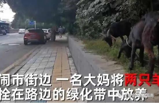 画面|大妈闹市放羊啃食绿化带 现场画面曝光路人提醒反被怼
