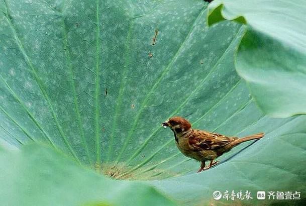 秋风|翠绿圆叶沐秋风，轻盈家雀跃荷萍