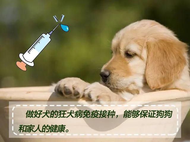 收藏|文明养犬，宠爱有方，《朋友圈式养犬指南》请收藏！