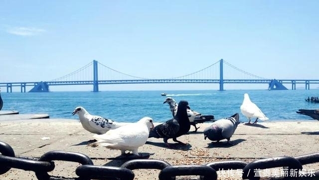 看过|看过太多的海,仍为这座“北方明珠”着迷