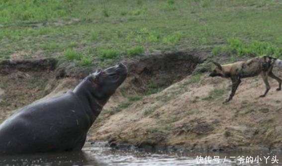羚羊|逃跑的羚羊, 却成为了水里的守护神