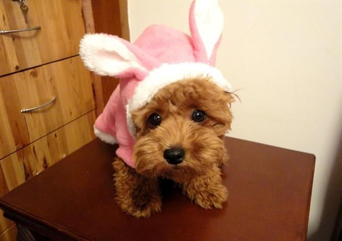  回家|主人回家晚了, 泰迪宝宝生气不理人, 最后让主人笑喷了