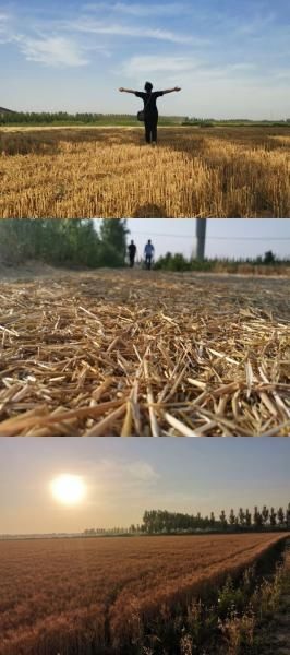  夏天|【津评乐】遇见夏天，醉美卜庄