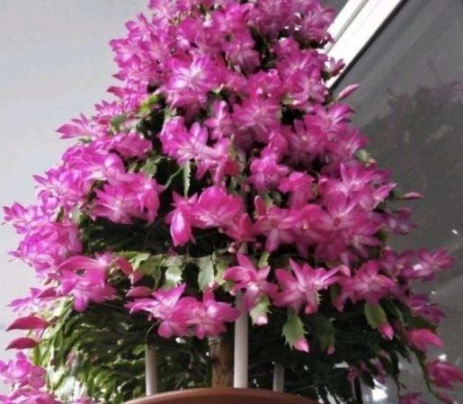  花香|养花试试这几款，花开繁盛花香怡人，寓意吉祥，漂亮好养