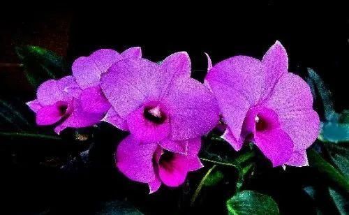  生肖龙|在8月内，桃花猝不及防，旧爱再度回头，余生缠绵甜蜜的四大生肖