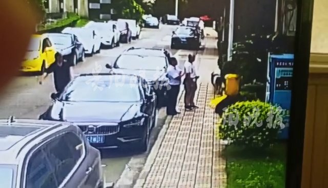  相遇|秋田犬与大爷正面相遇，突然扑倒撕咬！过程持续1分多钟……