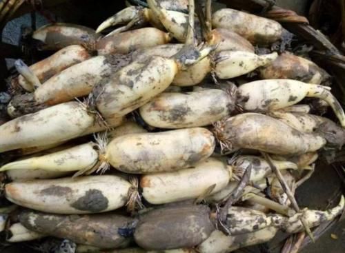  记住|买莲藕，7孔的和9孔的哪个好？30年藕农：记住4点，准没错