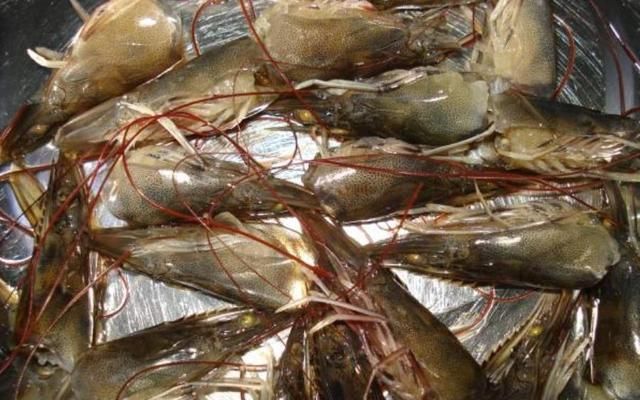  完涨|虾头里面是“精华”还是“脏东西”？能吃吗？看完涨知识了