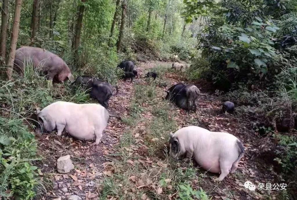 全过程|就是他！监控拍下灯杆坝一男子路边盗窃全过程！