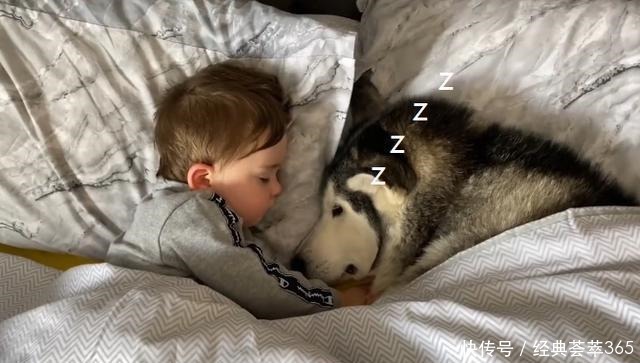  爸爸|小主人把爸爸赶走，却要让二哈陪它睡，场景让人很暖心啊