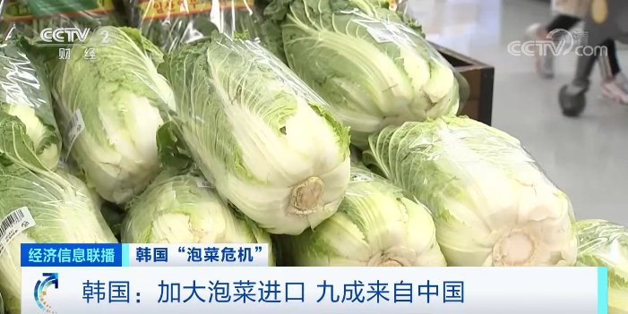 泡菜市场|1棵白菜，79元！韩国人放弃腌泡菜了？进口泡菜九成来自中国→