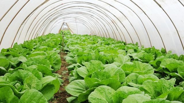  研究|蔬菜种植中植物生长调节剂的应用研究