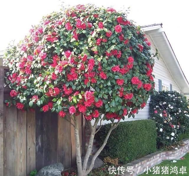 保平安|聪明人爱养这八种“守家树”,护宅吉祥保平安,养好了都是传家宝