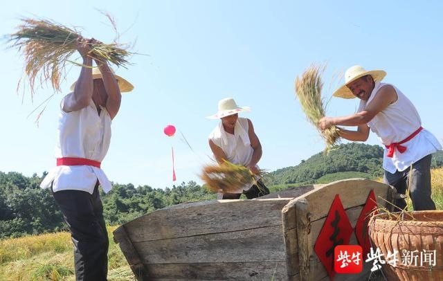  机农业|精彩纷呈“稻香节”戴庄“越光大米”将通过冷链物流运上宁镇市民餐桌