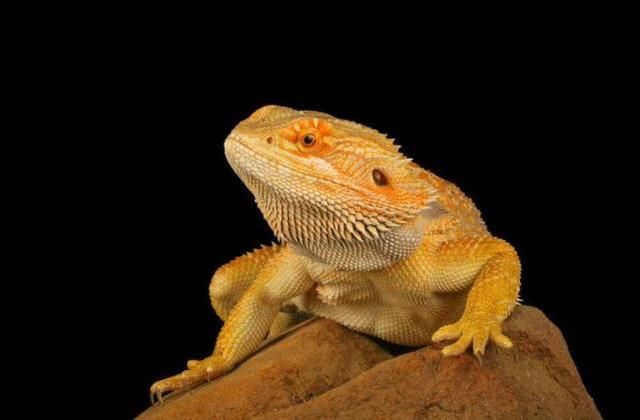  电饭煲|澳海关查获运往中国活体蜥蜴，藏于电饭煲内仍被发现