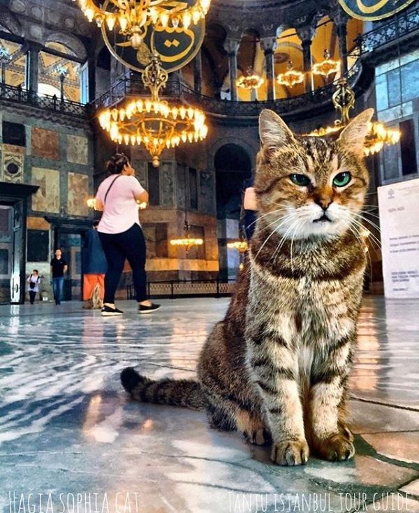 流浪猫|工作16年镇馆猫咪恐遭驱逐!后来得到暖心回应:不会为难猫咪