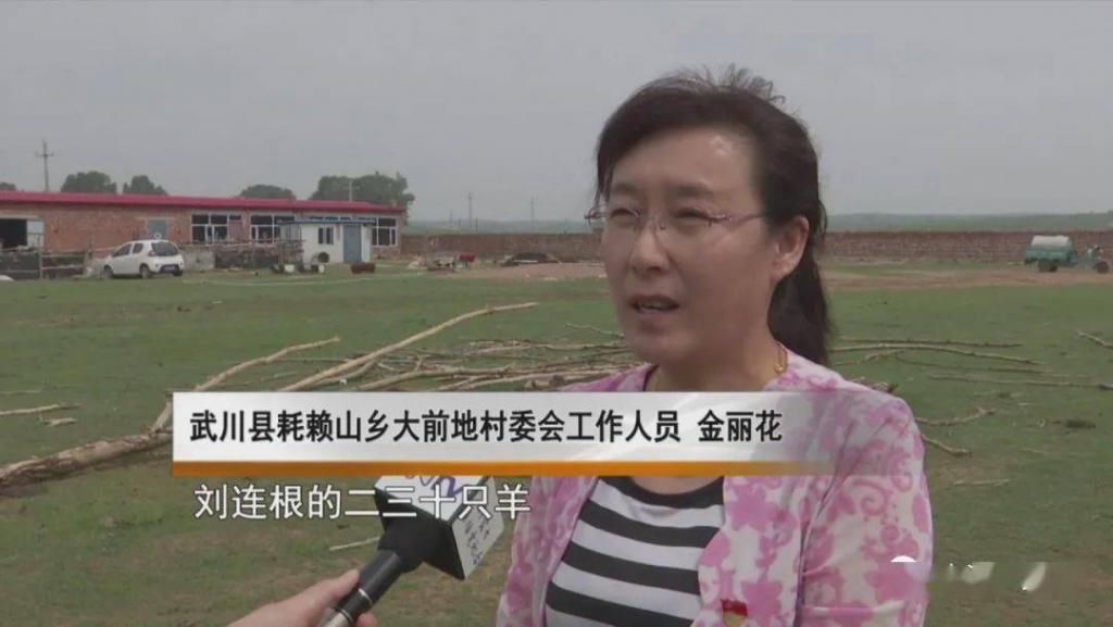  野生|内蒙一地，野生群狐深夜入羊圈，咬死27只羊！