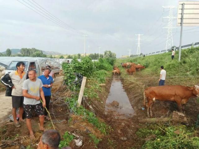 薛庄|一运输黄牛的车辆在薛庄发生侧翻......