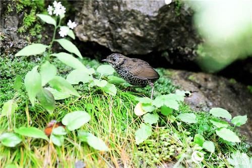  湖北省|神农架发现湖北省鸟类新记录种靴隼雕