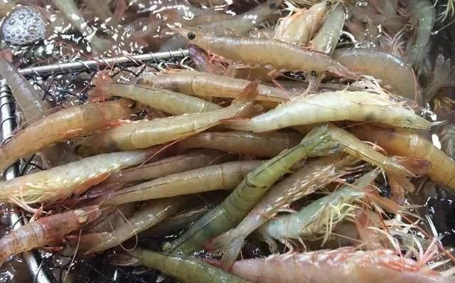 海鲜|世界上65种珍奇海鲜,贝爷都不敢说全部吃过,你吃过几种