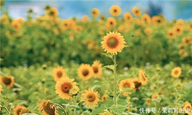 心之所往向阳花开