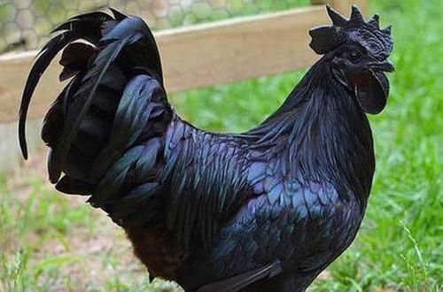 鸡界|600万一只的鸡,堪称鸡界的劳斯莱斯,鸡蛋都是黑色的!