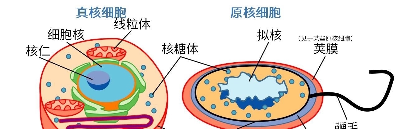  地球|在科技高度发达的现在，我们人类能否创造出生命？