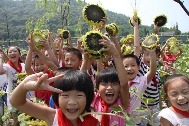  试验|一所小学的11年新劳动教育试验：每个班种两畦农田，从一粒稻谷的长成体味生命