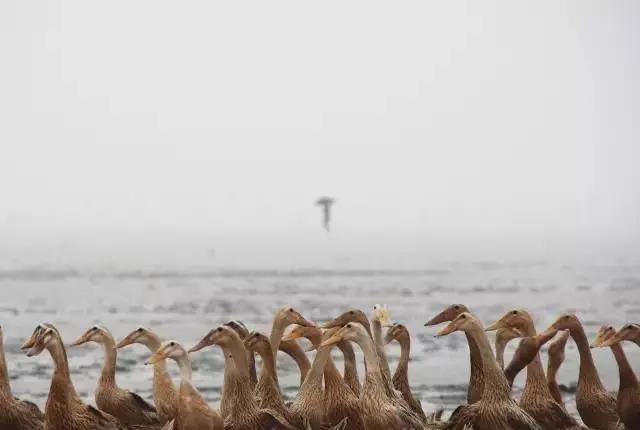  神仙|这是什么神仙蛋黄酥？Q弹拉丝，软糯香甜，小心对它念念不忘哦