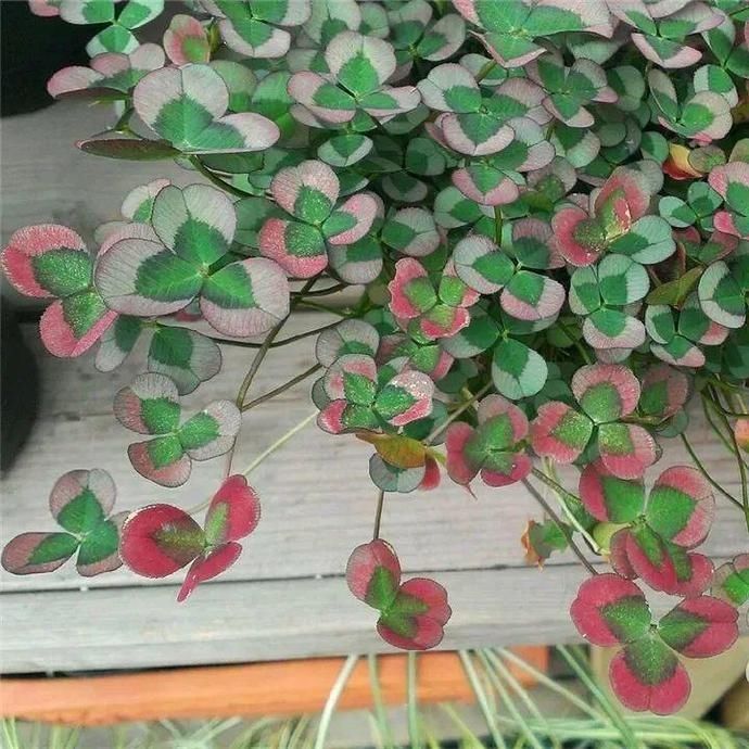 变异|这花被人工培育了，叶子变异后，可以这么美！