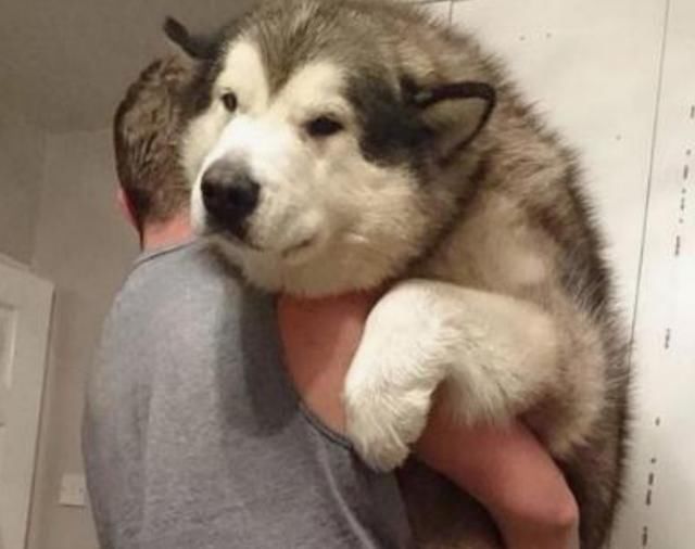  阿拉斯加|100多斤的阿拉斯加要睡在主人的肚皮上，铲屎官：我承受不住