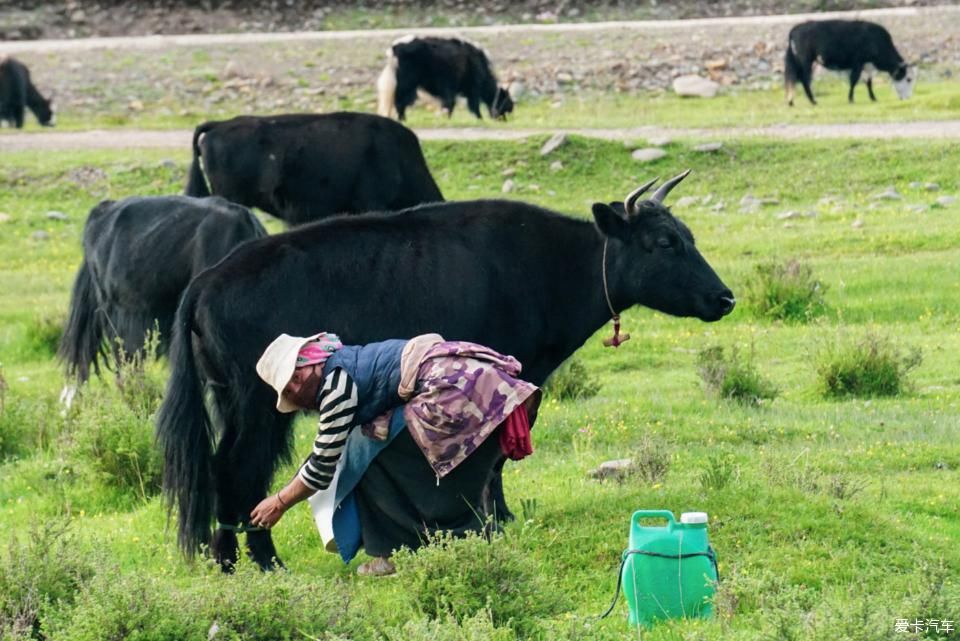  穿越|【黑黑哥游记】邂逅大美阿万仓湿地，迭山穿越爆胎惊魂