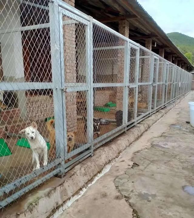 出场|记者深入调查:楚雄市被抓的流浪犬哪去了?