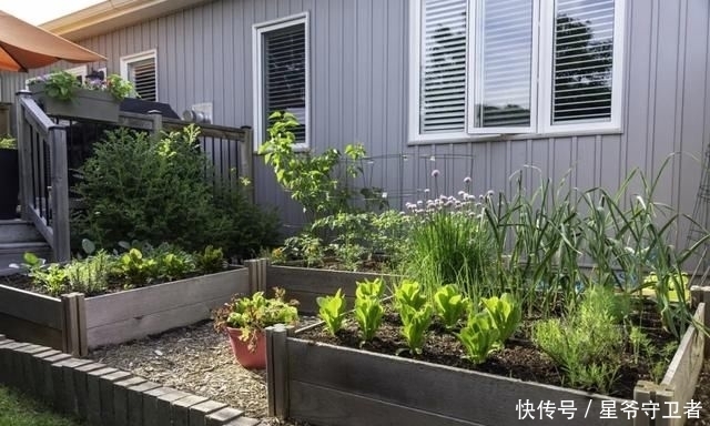 还要|在家种个菜都这么美,还要什么花园?