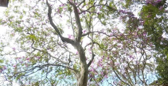 娇艳|这里两株百年紫薇娇艳绽放，快来赏花