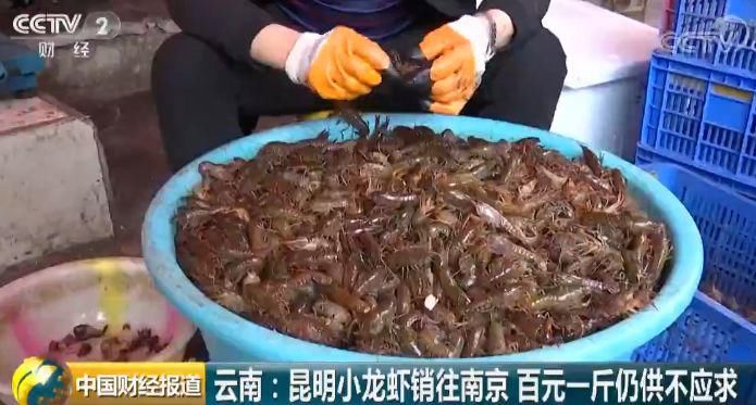  菠萝|《2020最新小龙虾地图》.zip