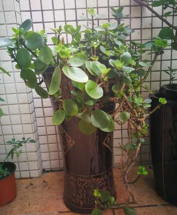 养成|最大的长寿老桩,7年时间,养成盆景!