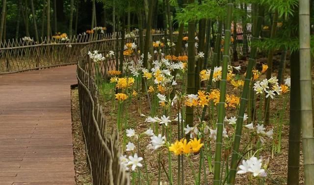  石蒜|申城公园石蒜花“乘风破浪”后，绽开笑颜进入花期