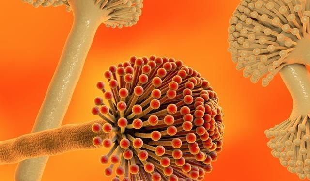 危害性|家里做饭的人注意：2种油不能经常用，它们的危害性不比地沟油小