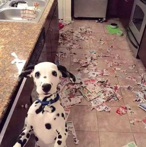  问问自己|养狗前，需要知道的6件事，你能接受吗？